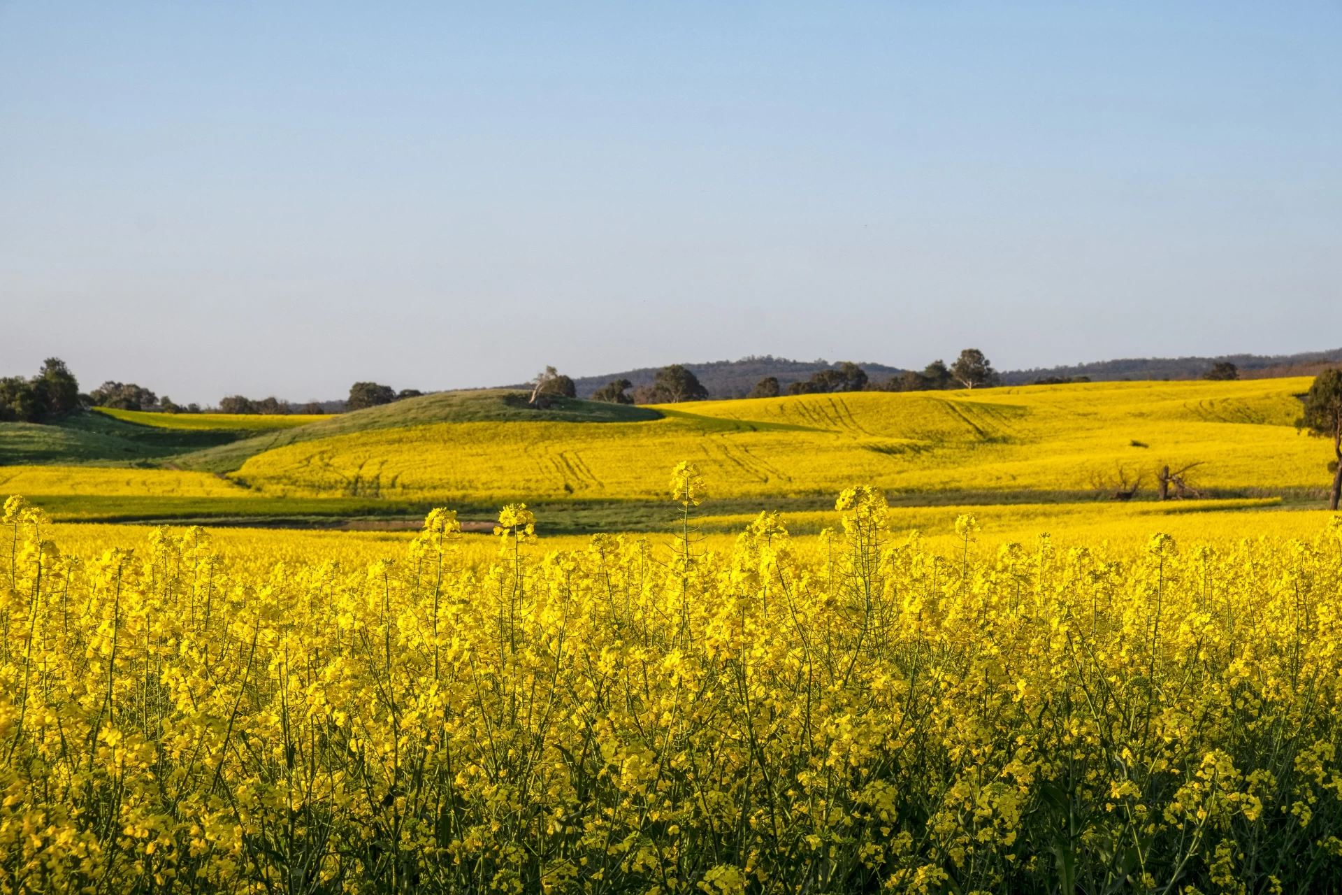 A field of yellow flowers with hills in the background.